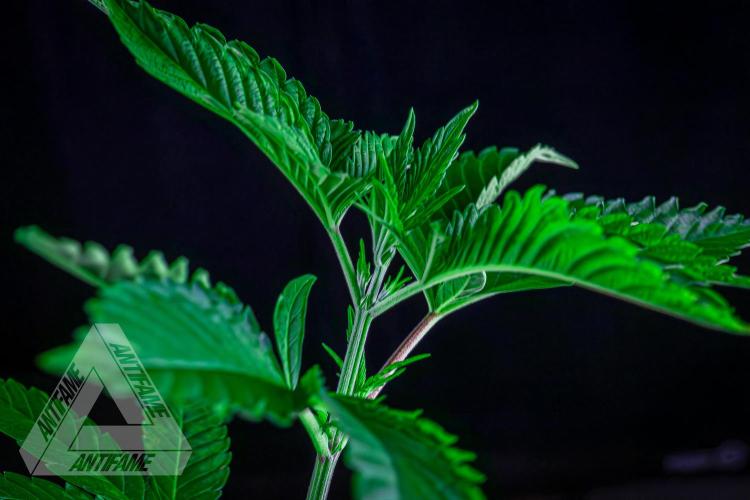 ZAMNESIA - Sticky Broccoli - EGC 2026 W. Week 6