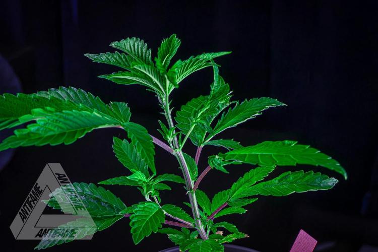 ZAMNESIA - Sticky Broccoli - EGC 2026 R. Week 6