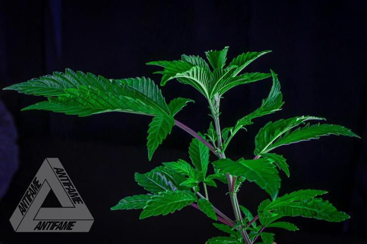 ZAMNESIA - Sticky Broccoli - EGC 2026 R. Week 6