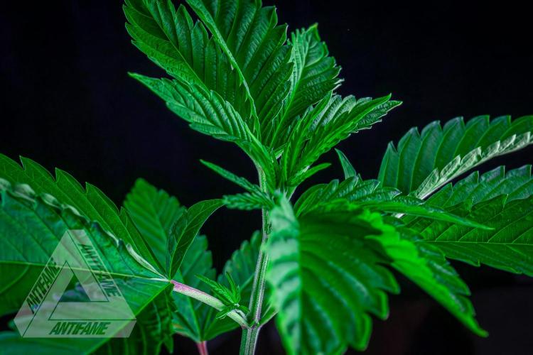 ZAMNESIA - Sticky Broccoli - EGC 2026 W. Week 6