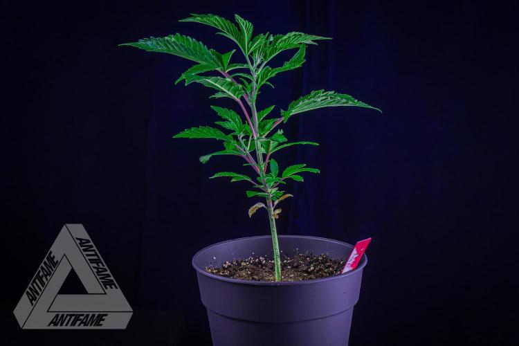 ZAMNESIA - Sticky Broccoli - EGC 2026 R. Week 6