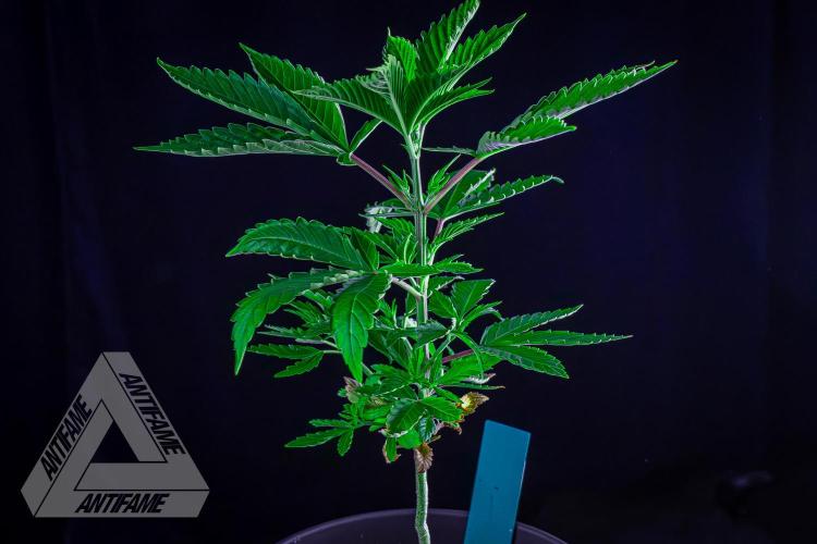 ZAMNESIA - Sticky Broccoli - EGC 2026 T. Week 6