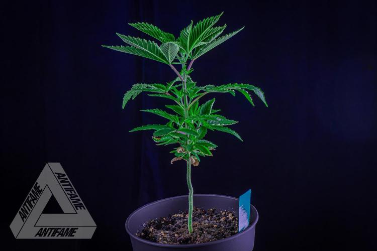 ZAMNESIA - Sticky Broccoli - EGC 2026 T. Week 6