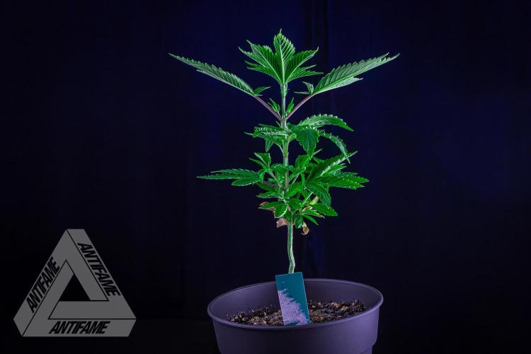 ZAMNESIA - Sticky Broccoli - EGC 2026 T. Week 6