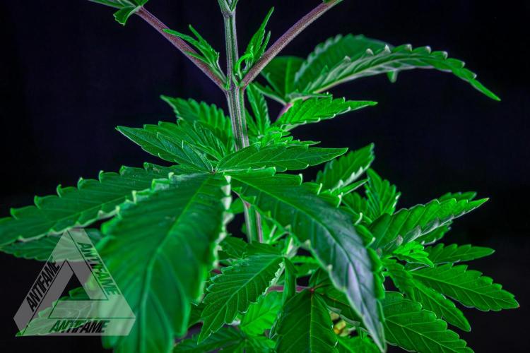 ZAMNESIA - Sticky Broccoli - EGC 2026 T. Week 6