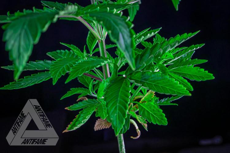 ZAMNESIA - Sticky Broccoli - EGC 2026 T. Week 6