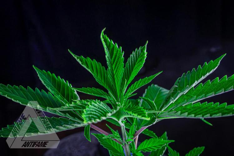 ZAMNESIA - Sticky Broccoli - EGC 2026 T. Week 6