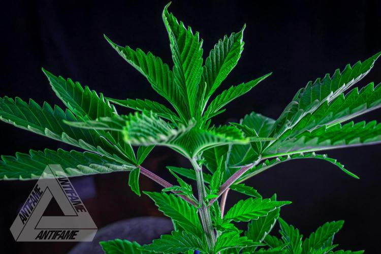 ZAMNESIA - Sticky Broccoli - EGC 2026 T. Week 6