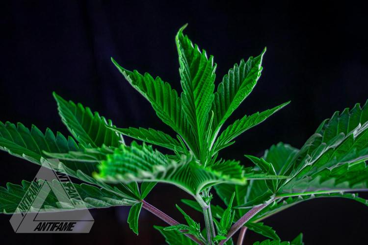ZAMNESIA - Sticky Broccoli - EGC 2026 T. Week 6