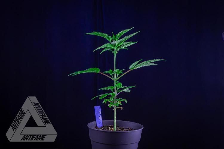 ZAMNESIA - Sticky Broccoli - EGC 2026 B. Week 6