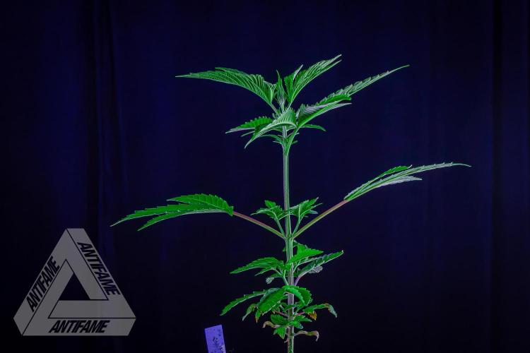 ZAMNESIA - Sticky Broccoli - EGC 2026 B. Week 6