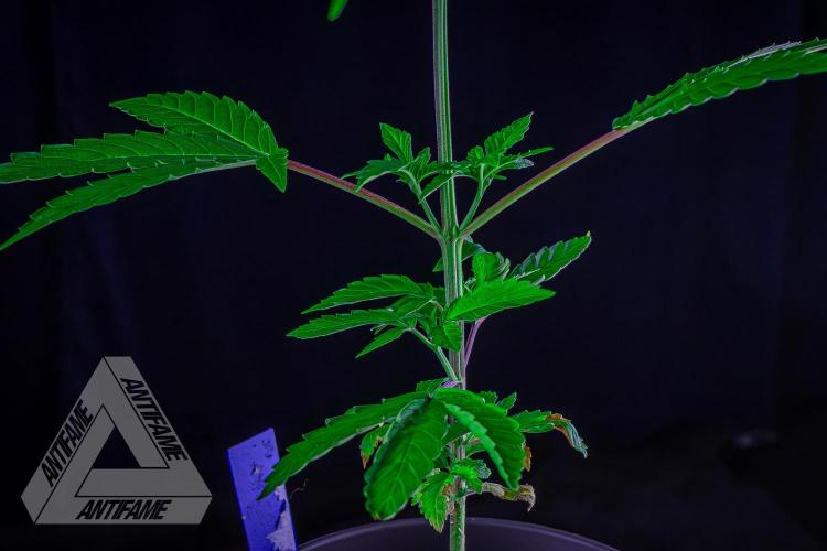 ZAMNESIA - Sticky Broccoli - EGC 2026 B. Week 6