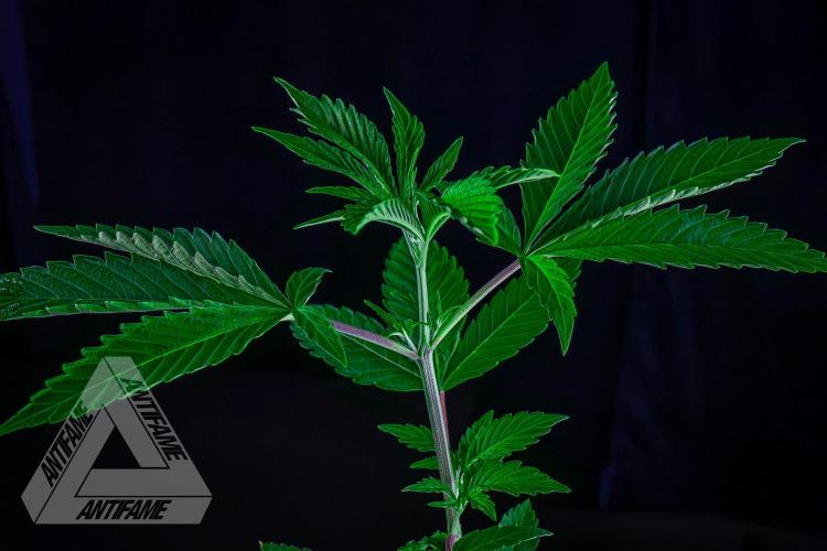 ZAMNESIA - Sticky Broccoli - EGC 2026 B. Week 6