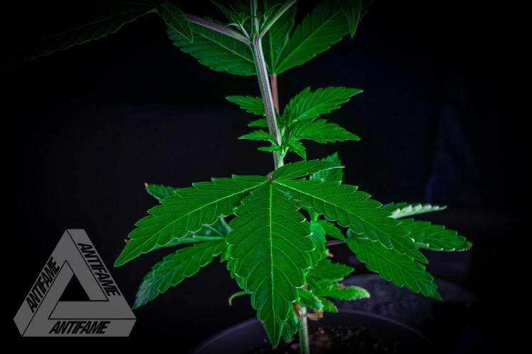 ZAMNESIA - Sticky Broccoli - EGC 2026 B. Week 6