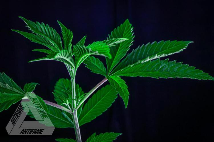 ZAMNESIA - Sticky Broccoli - EGC 2026 B. Week 6