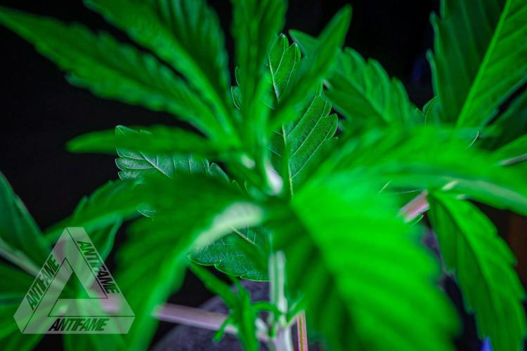 ZAMNESIA - Sticky Broccoli - EGC 2026 B. Week 6