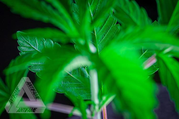 ZAMNESIA - Sticky Broccoli - EGC 2026 B. Week 6