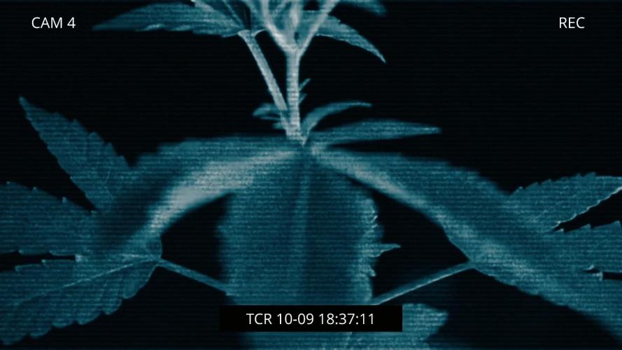 ZAMNESIA - Sticky Broccoli - EGC 2026 T