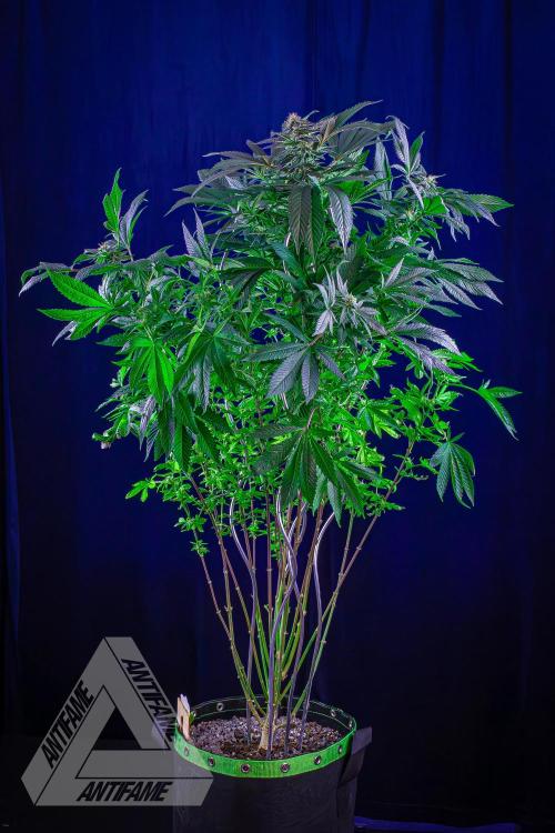 IZI SEEDS - Grandpa Zombie Genetics FemY. Week 14