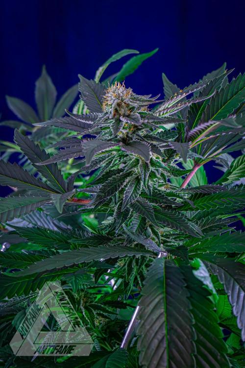 IZI SEEDS - Grandpa Zombie Genetics FemY. Week 14