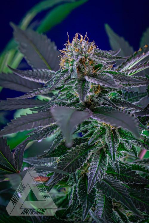 IZI SEEDS - Grandpa Zombie Genetics FemY. Week 14