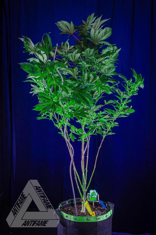IZI SEEDS - Grandpa Zombie genetics femB. Week 14