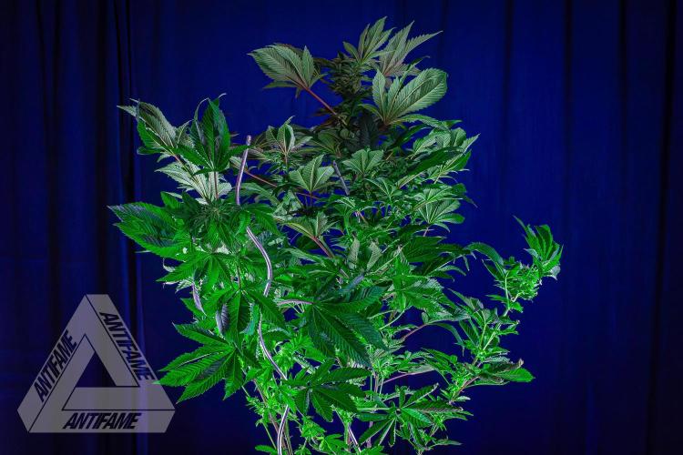 IZI SEEDS - Grandpa Zombie genetics femB. Week 14
