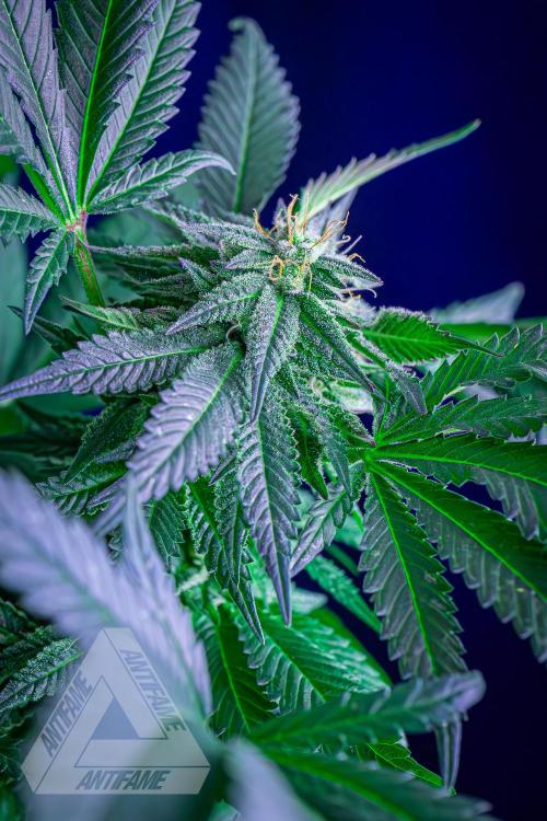 IZI SEEDS - Grandpa Zombie Genetics FemY. Week 14