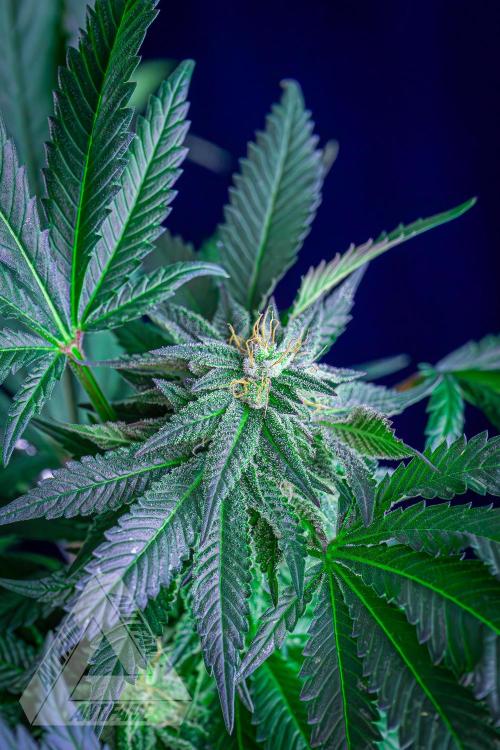 IZI SEEDS - Grandpa Zombie Genetics FemY. Week 14