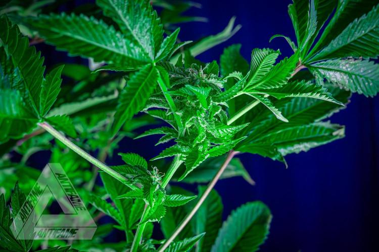 IZI SEEDS - Grandpa Zombie genetics femB. Week 14