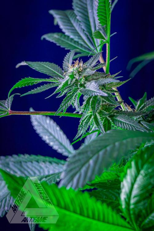 IZI SEEDS - Grandpa Zombie Genetics FemY. Week 14