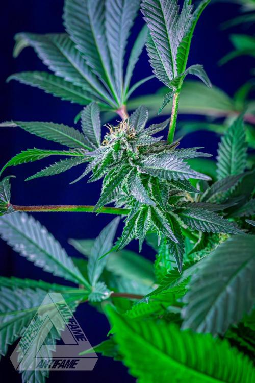IZI SEEDS - Grandpa Zombie Genetics FemY. Week 14