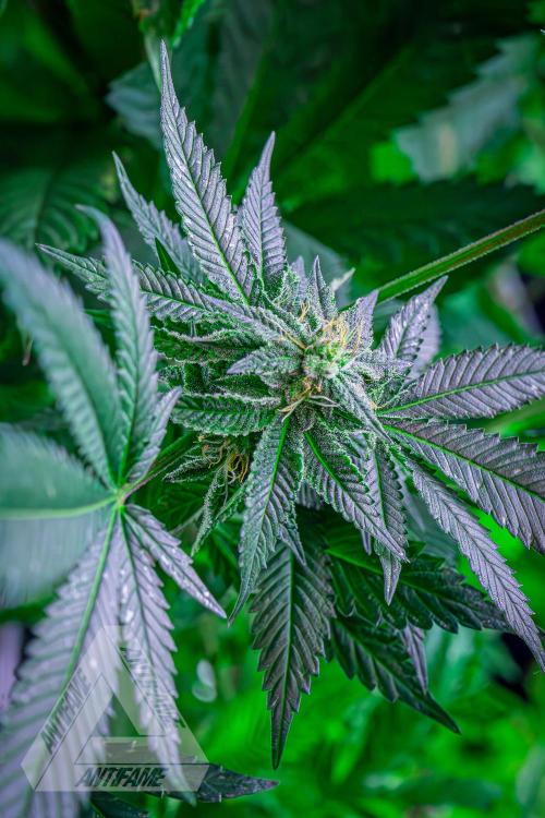 IZI SEEDS - Grandpa Zombie Genetics FemY. Week 14