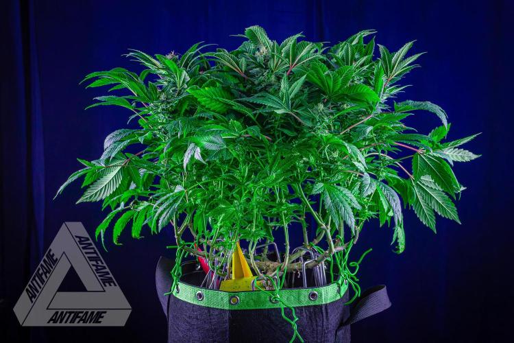 IZI SEEDS - Grandpa Zombie genetics femR. Week 14