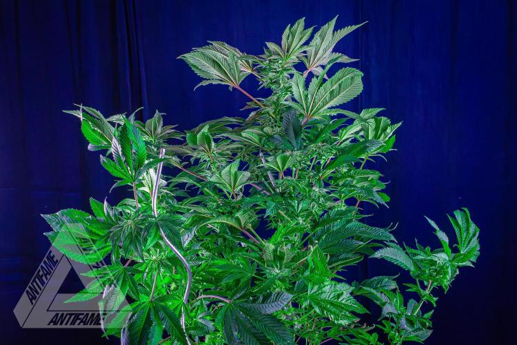 IZI SEEDS - Grandpa Zombie genetics femB. Week 14