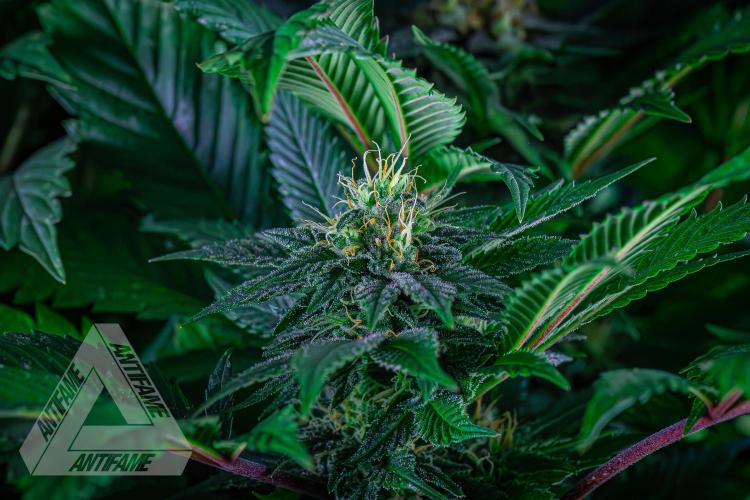 IZI SEEDS - Grandpa Zombie genetics femR. Week 14