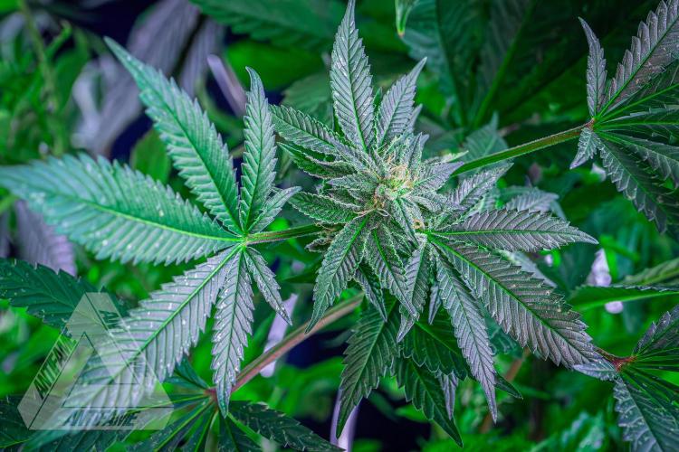 IZI SEEDS - Grandpa Zombie Genetics FemY. Week 14