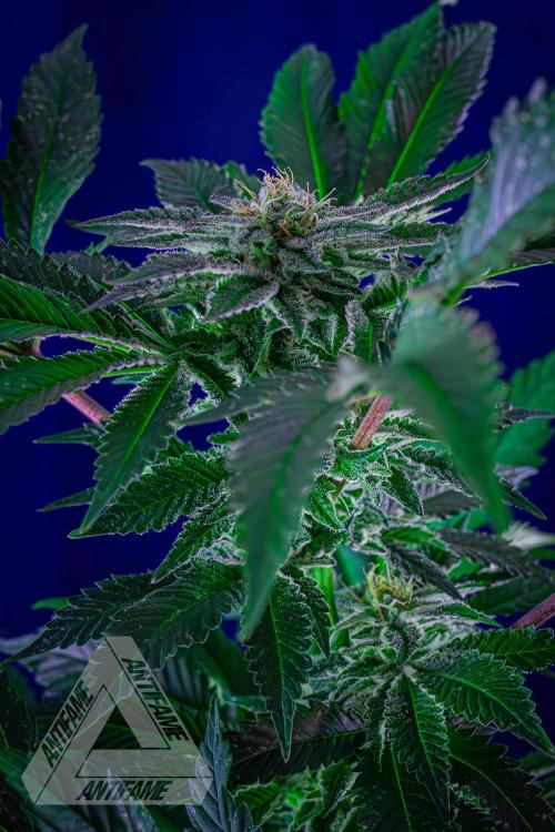 IZI SEEDS - Grandpa Zombie genetics femB. Week 14