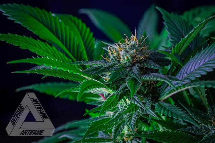 IZI SEEDS - Grandpa Zombie genetics femR. Week 14