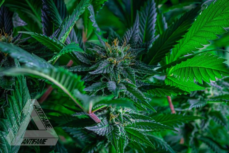 IZI SEEDS - Grandpa Zombie genetics femR. Week 14