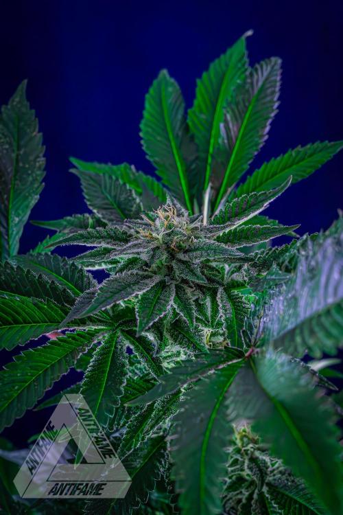 IZI SEEDS - Grandpa Zombie genetics femB. Week 14