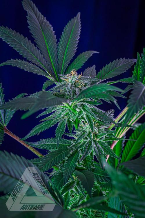 IZI SEEDS - Grandpa Zombie Genetics FemY. Week 14