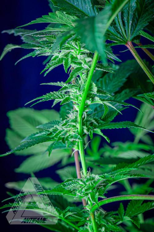IZI SEEDS - Grandpa Zombie genetics femB. Week 14