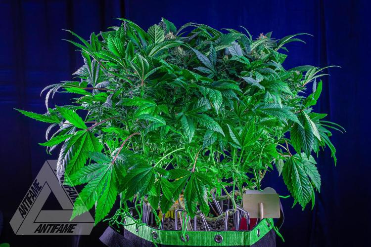 IZI SEEDS - Grandpa Zombie genetics femR. Week 14