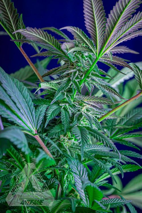 IZI SEEDS - Grandpa Zombie Genetics FemY. Week 14