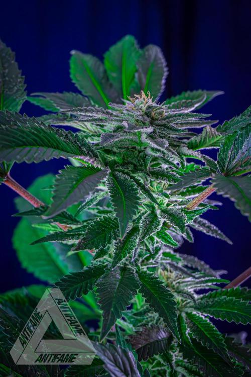 IZI SEEDS - Grandpa Zombie genetics femB. Week 14