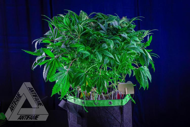 IZI SEEDS - Grandpa Zombie genetics femR. Week 14