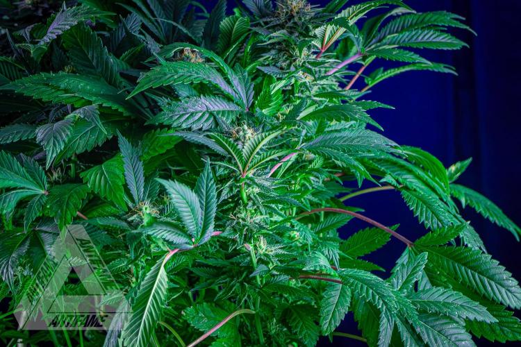 IZI SEEDS - Grandpa Zombie genetics femR. Week 14