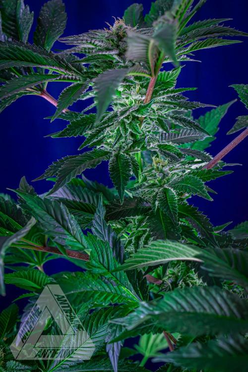 IZI SEEDS - Grandpa Zombie genetics femB. Week 14