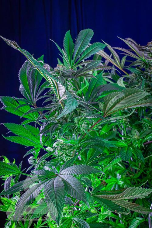 IZI SEEDS - Grandpa Zombie genetics femR. Week 14